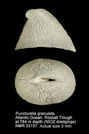 Image of Puncturella agger R. B. Watson 1883