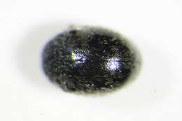 Image of <i>Scymnus rubromaculatus</i>