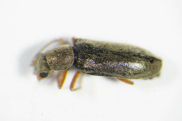 Слика од <i>Danacea pallipes</i>