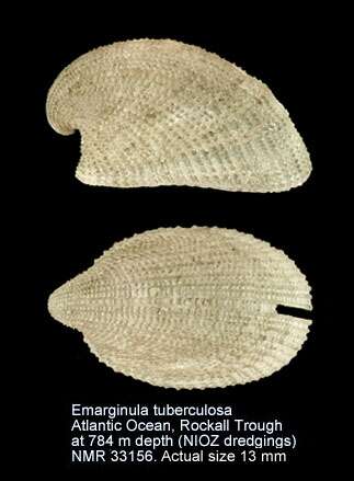Image de Emarginula tuberculosa Libassi 1859