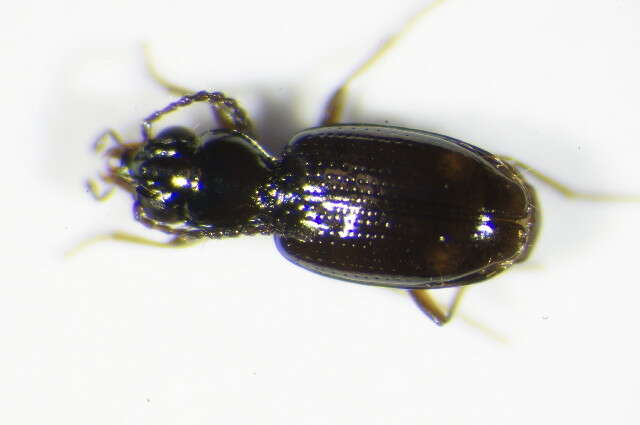 Image of Bembidion (Emphanes) azurescens Dalla Torre 1877