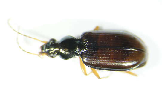 Image of Ground beetle