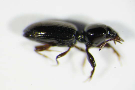 Image de Dyschirius (Dyschiriodes) intermedius Putzeys 1846