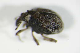 Image of <i>Pelenomus velaris</i>