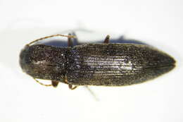 Image of <i>Agriotes pilosellus</i>