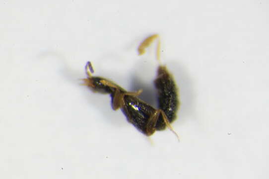 Image de Hydrosmecta longula (Heer 1839)