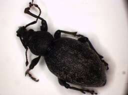 Image of lovage weevil