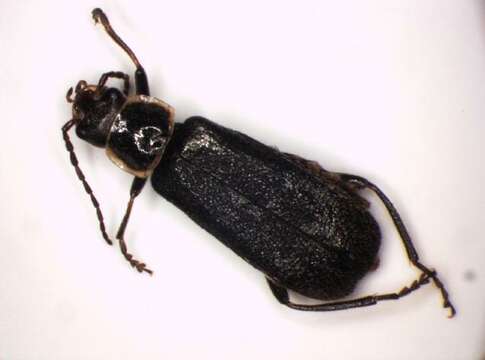 Image of <i>Cantharis pagana</i>