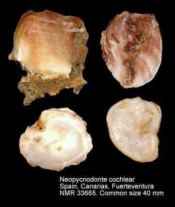 Neopycnodonte cochlear (Poli 1795) resmi