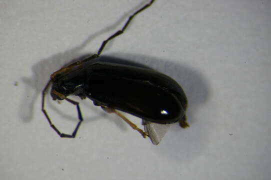 Imagem de <i>Luperus longicornis</i>