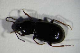 Image of Pterostichus (Phonias) strenuus (Panzer 1796)