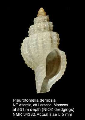 Plancia ëd Pleurotomella demosia (Dautzenberg & H. Fischer 1896)