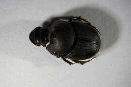 صورة Onthophagus (Palaeonthophagus) verticicornis (Laicharting 1781)