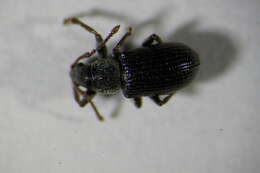 Image of Green Nettle Weevil