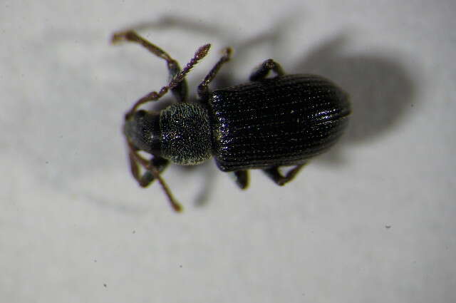 Image of Green Nettle Weevil