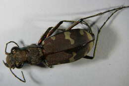 Image de Cicindela (Cicindela) sylvicola Dejean 1822