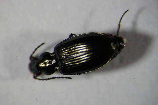 Imagem de Bembidion (Bembidionetolitzkya) geniculatum Heer 1837