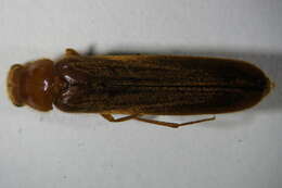 Image of Lymexyloidea