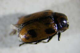 Image of <i>Cryptocephalus sexpunctatus</i>