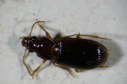 Image of Carabidae