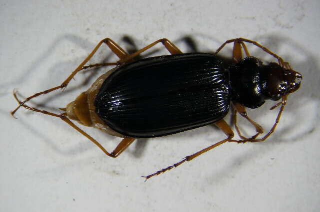 Image of Nebria (Eunebria) picicornis (Fabricius 1792)