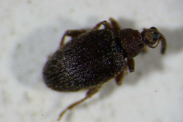 Image of Jumping weevil