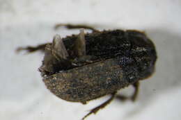 Image of Hide beetle