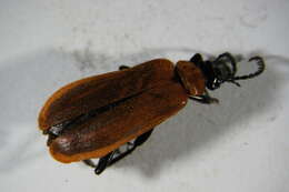 Image of <i>Pyrochroa coccinea</i>