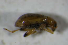 Image of <i>Aphthona lutescens</i>