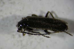 Imagem de <i>Cantharis paludosa</i>