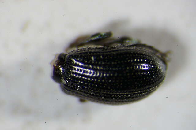 Image of Green Nettle Weevil