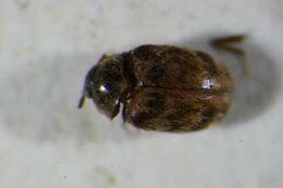 Image of Glabrous Cabinet Beetle