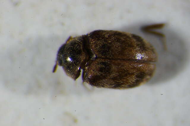 Image of Glabrous Cabinet Beetle