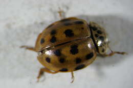 Image of Ladybird beetle