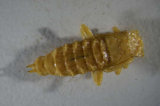 Image of flat bark beetles