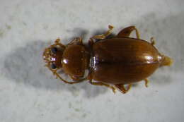 Image of <i>Neocrepidodera transversa</i>