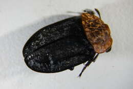 Image of Red-breasted Carrion Beetle