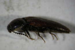 صورة <i>Ampedus sanguinolentus</i>