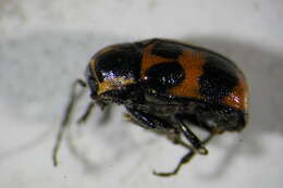 Image of <i>Cryptocephalus sexpunctatus</i>