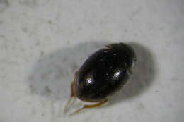 Laccobius (Dimorpholaccobius) bipunctatus (Fabricius 1775) resmi