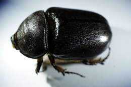 Image of European rhinoceros beetle