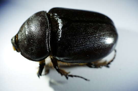 Image of European rhinoceros beetle