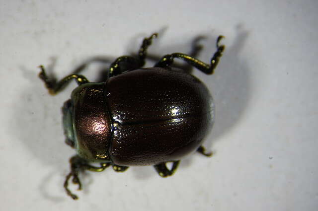 Image of Chrysolina polita