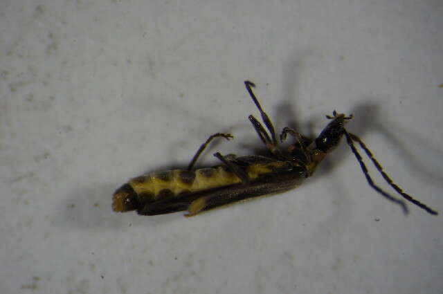 صورة <i>Malthodes marginatus</i>