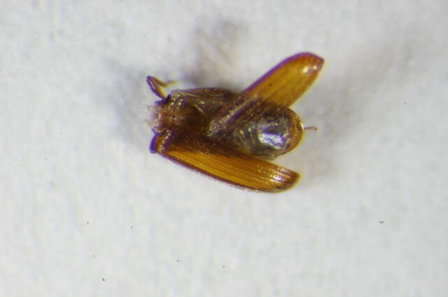 Image of Cryptolestes pusilloides (Steel & Howe 1952)