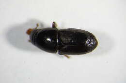 Image of Larger shothole borer