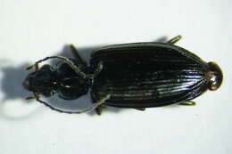 Imagem de Bembidion (Bembidionetolitzkya) ascendens K. Daniel 1902