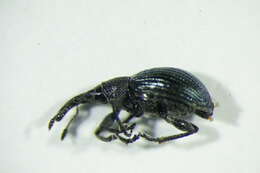 Image of Aspidapion