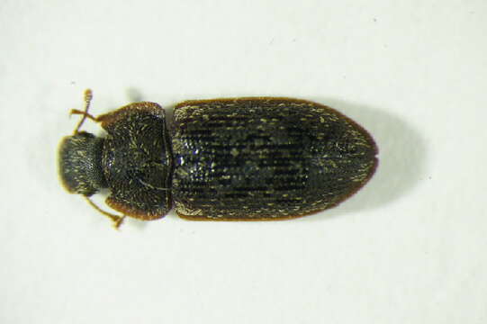 Image of Colobicus