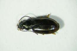 Plancia ëd Bembidion (Diplocampa) fumigatum (Duftschmid 1812)